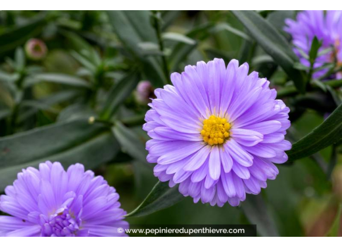 ASTER novi-belgii 'Marie Ballard'
