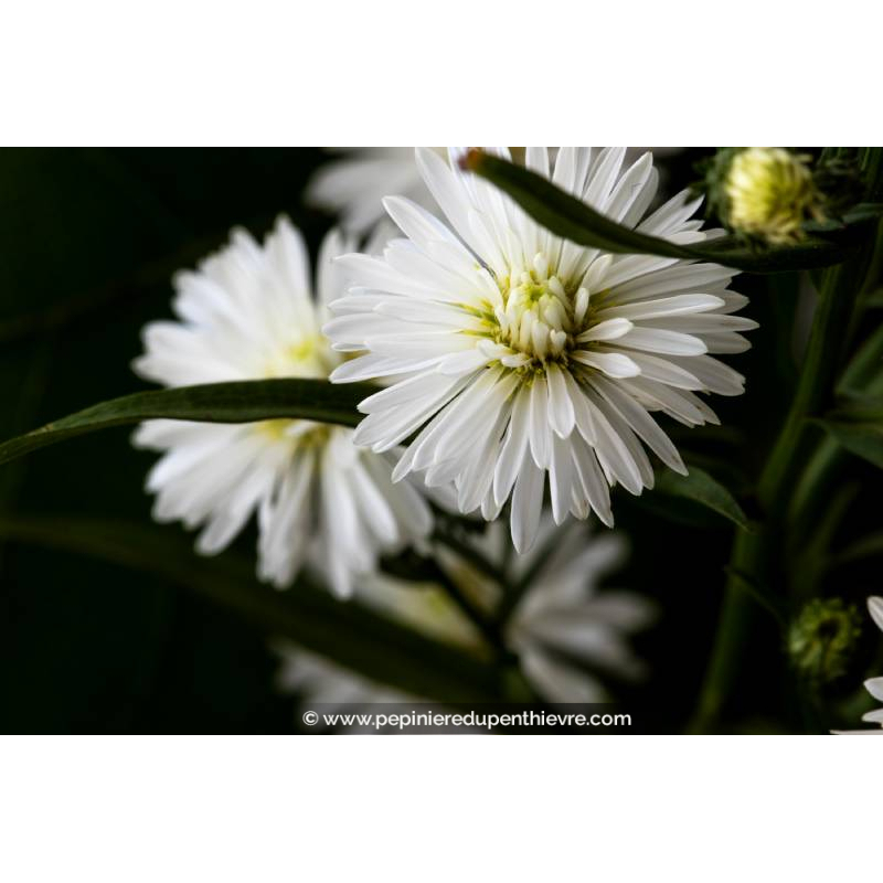 ASTER novi-belgii 'White Ladies'