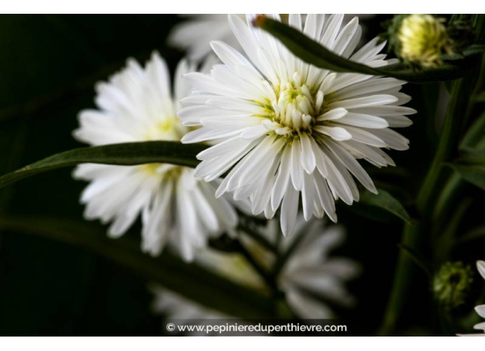 ASTER novi-belgii 'White Ladies'