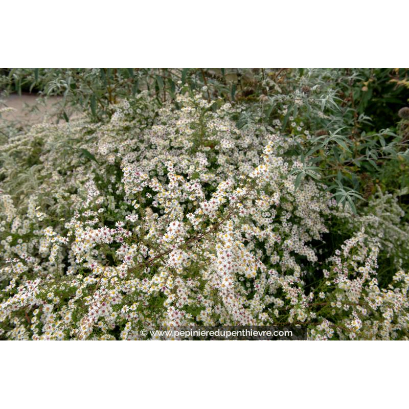 ASTER pringlei 'Monte Cassino'