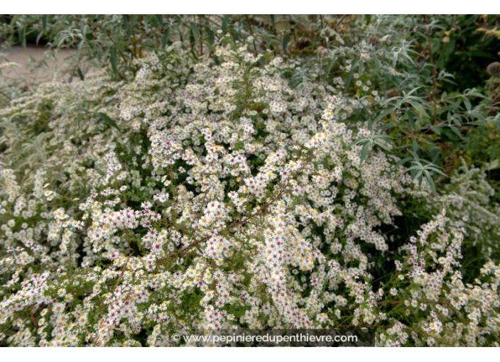 ASTER pringlei 'Monte Cassino'