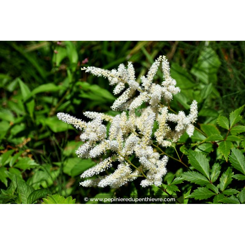 ASTILBE x arendsii 'Brautschleier'