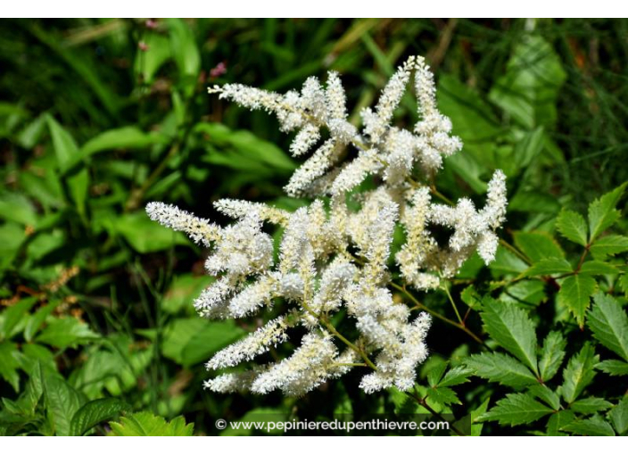 ASTILBE x arendsii 'Brautschleier'