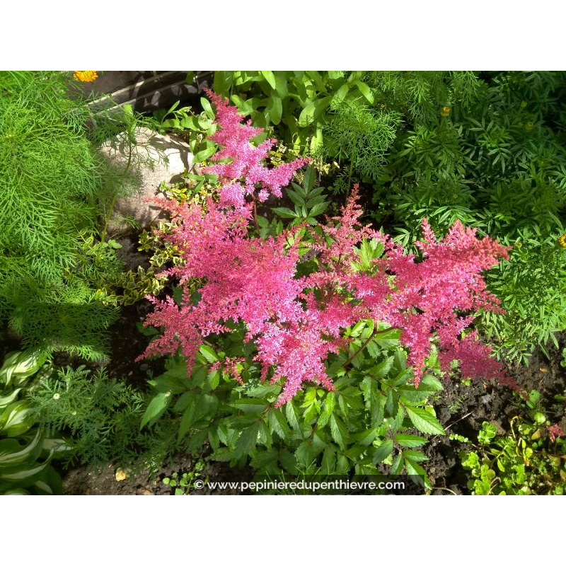 ASTILBE x arendsii 'Cattleya', épi fleurs roses - Pépinière du Penthièvre