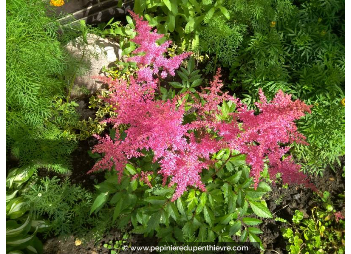 ASTILBE x arendsii 'Cattleya', épi fleurs roses - Pépinière du Penthièvre