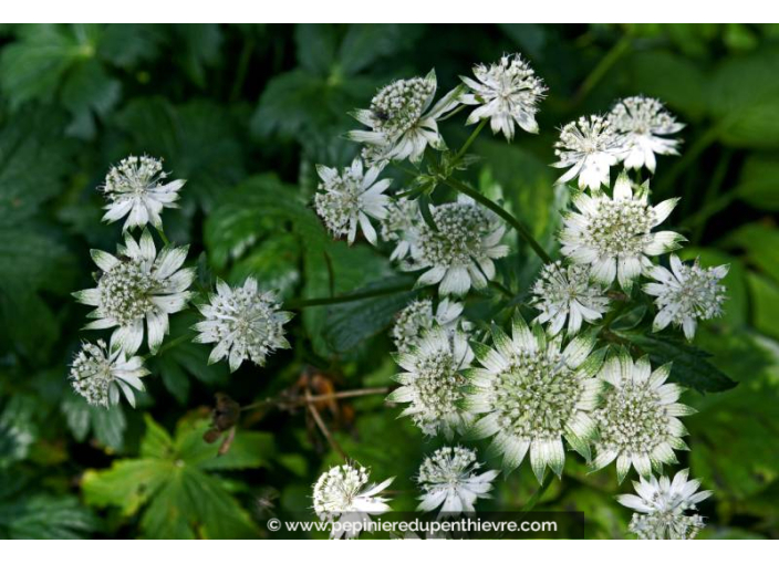 ASTRANTIA major 'Alba'