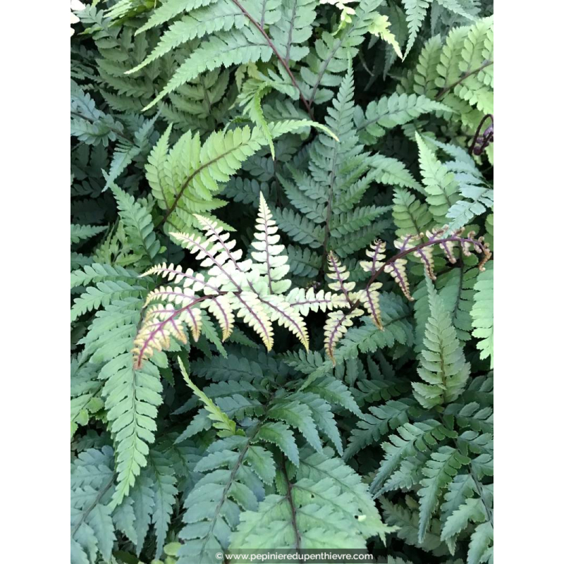 ATHYRIUM otophorum 'Okanum'