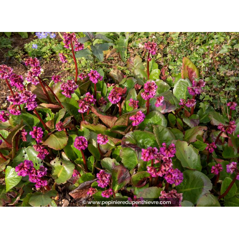 BERGENIA cordifolia 'Eroïca'