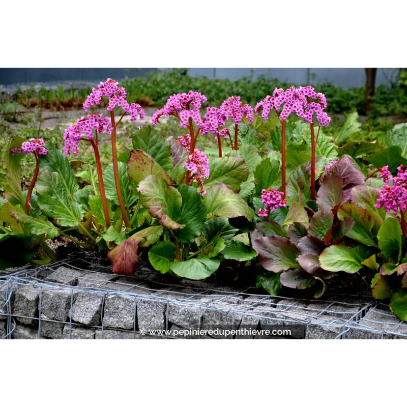 BERGENIA cordifolia 'Rotblum'