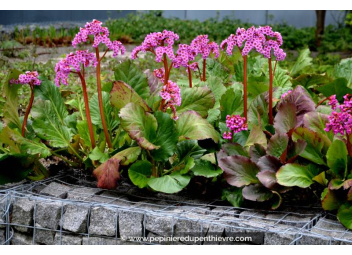 BERGENIA cordifolia 'Rotblum'