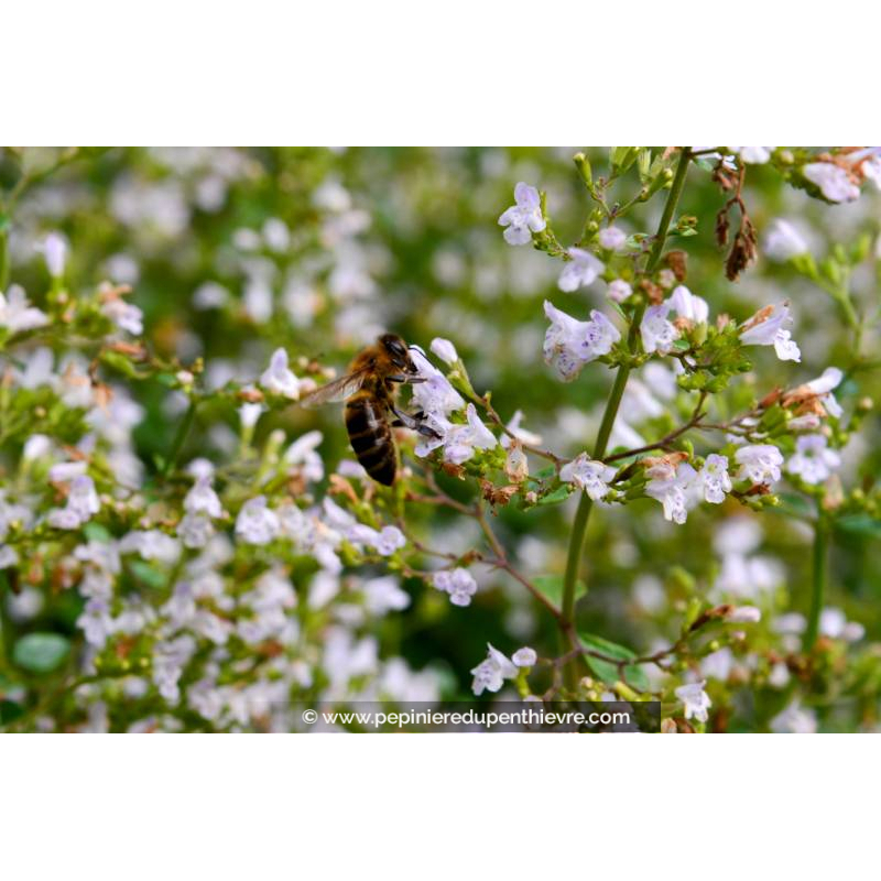CALAMINTHA nepeta ssp. nepeta
