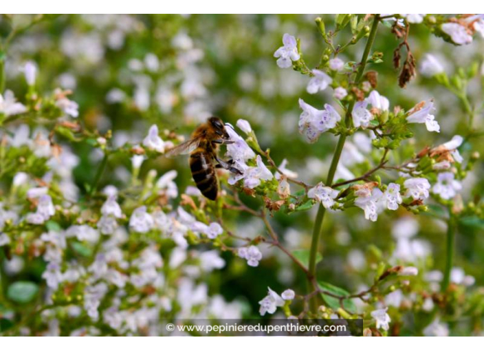 CALAMINTHA nepeta ssp. nepeta