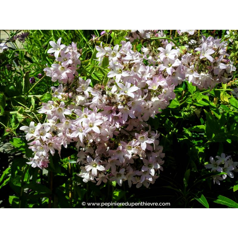 CAMPANULA lactiflora 'Loddon Anna'