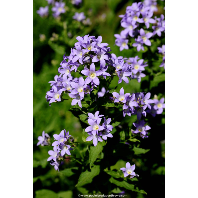 CAMPANULA lactiflora 'Prichard's Variety'