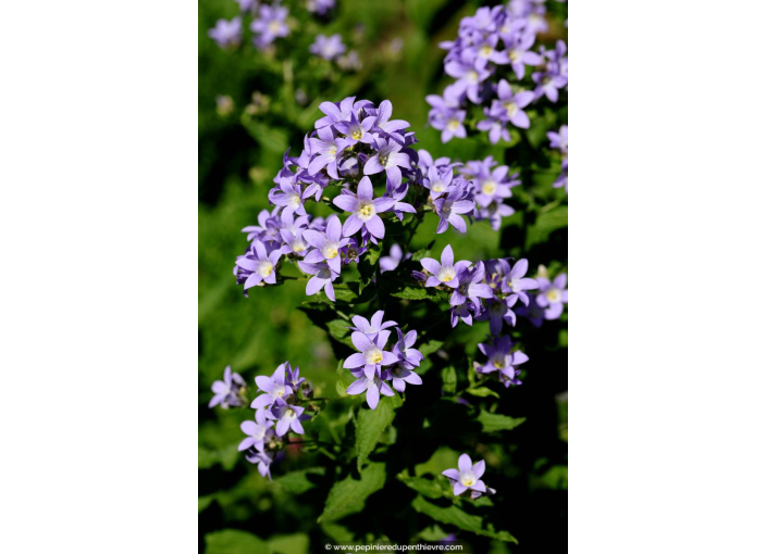 CAMPANULA lactiflora 'Prichard's Variety'