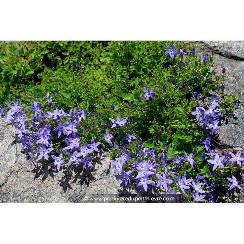 CAMPANULA poscharskyana