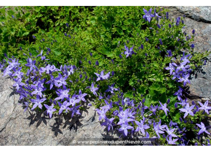 CAMPANULA poscharskyana