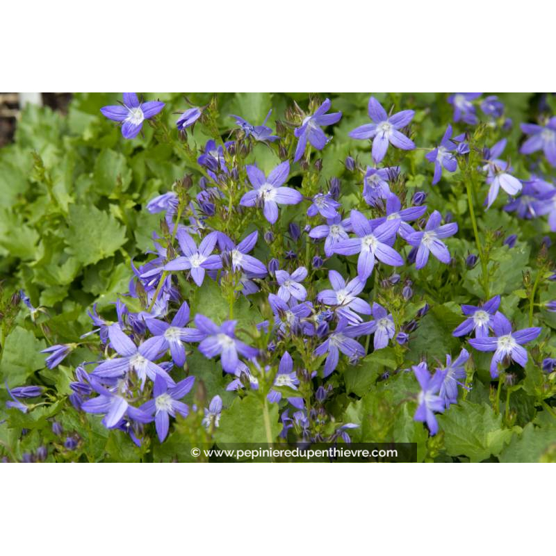 CAMPANULA poscharskyana 'Stella'