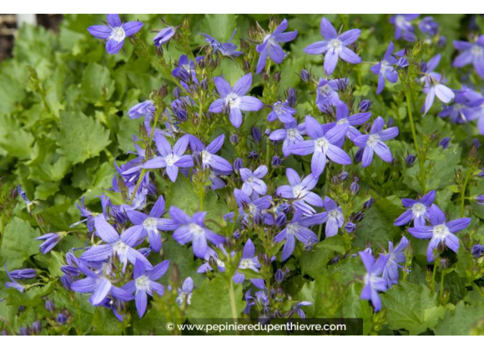 CAMPANULA poscharskyana 'Stella'