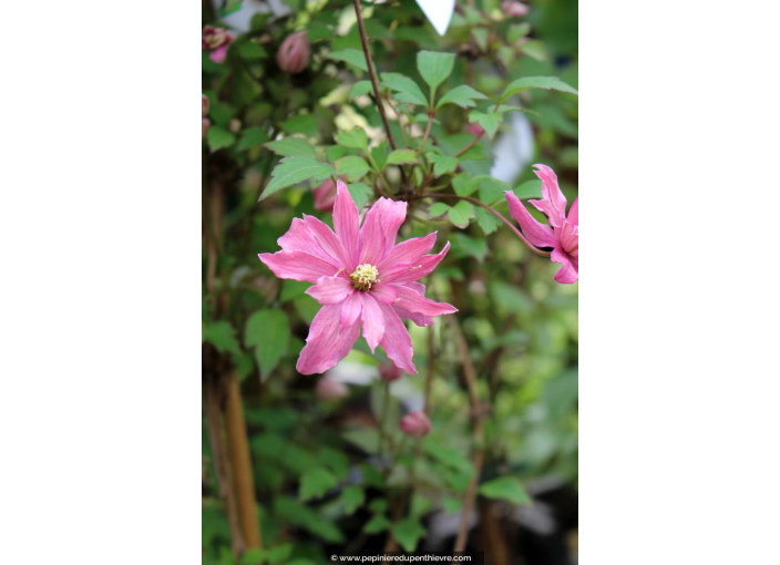 CLEMATIS montana 'Broughton Star' - Printemps