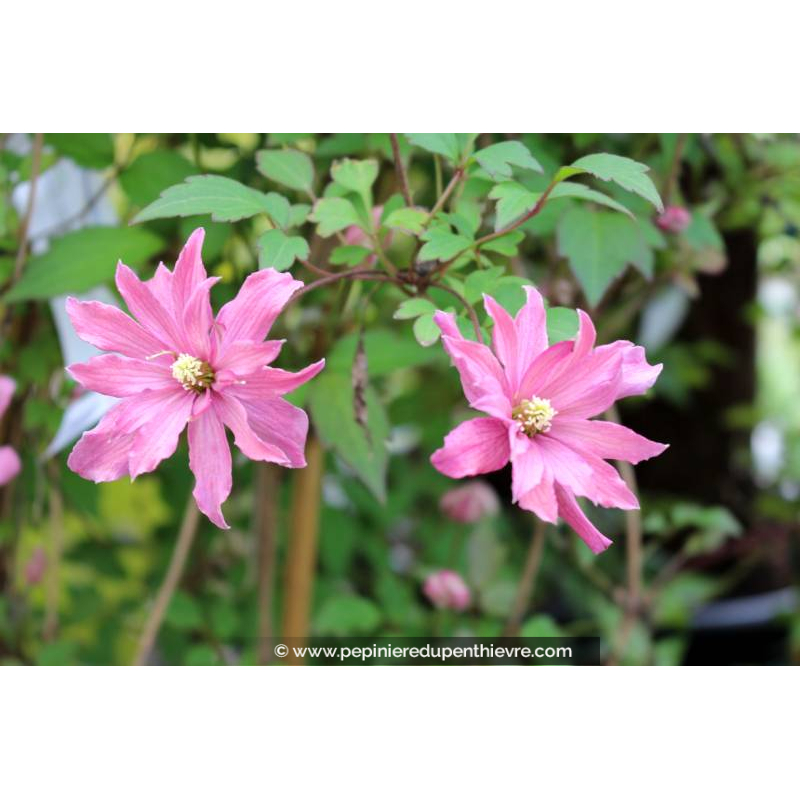 CLEMATIS montana 'Broughton Star' - Printemps