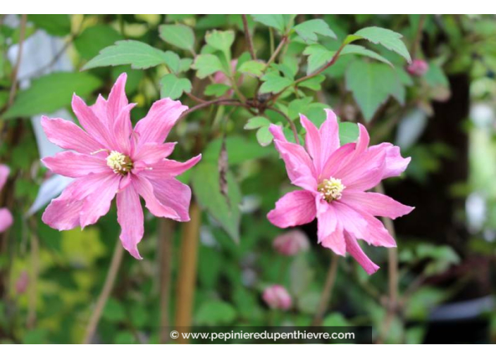 CLEMATIS montana 'Broughton Star' - Printemps