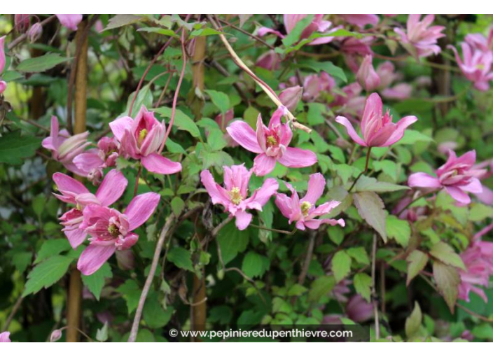 CLEMATIS montana 'Broughton Star' - Printemps