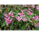 CLEMATIS montana 'Broughton Star' - Printemps