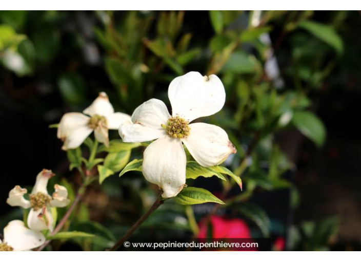 CORNUS florida 'Cherokee Daybreak' - Printemps