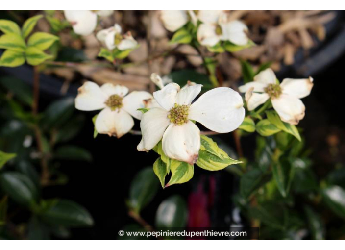 CORNUS florida 'Cherokee Daybreak' - Printemps