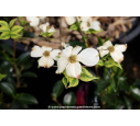 CORNUS florida 'Cherokee Daybreak' - Printemps