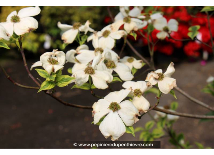 CORNUS florida 'Cherokee Daybreak' - Printemps