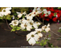 CORNUS florida 'Cherokee Daybreak' - Printemps