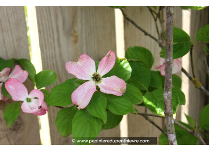 CORNUS florida 'Rubra' - Printemps