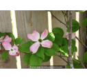 CORNUS florida 'Rubra' - Printemps