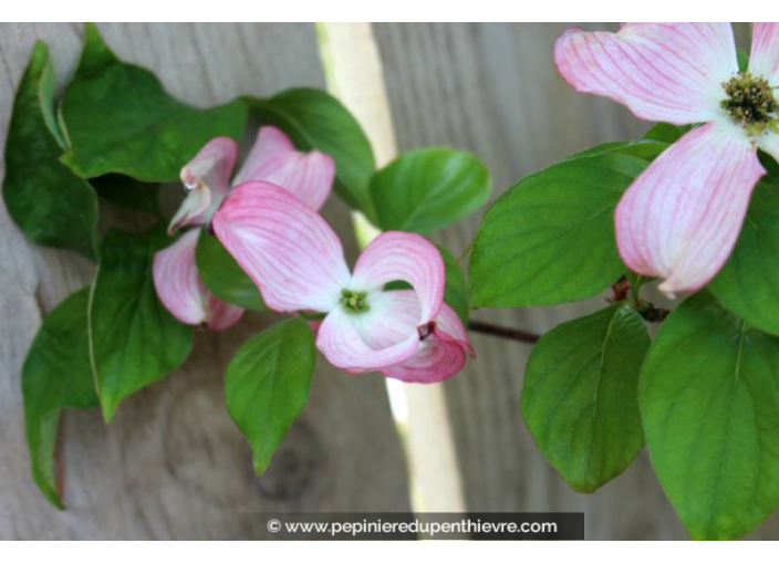 CORNUS florida 'Rubra' - Printemps