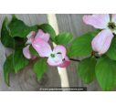 CORNUS florida 'Rubra' - Printemps
