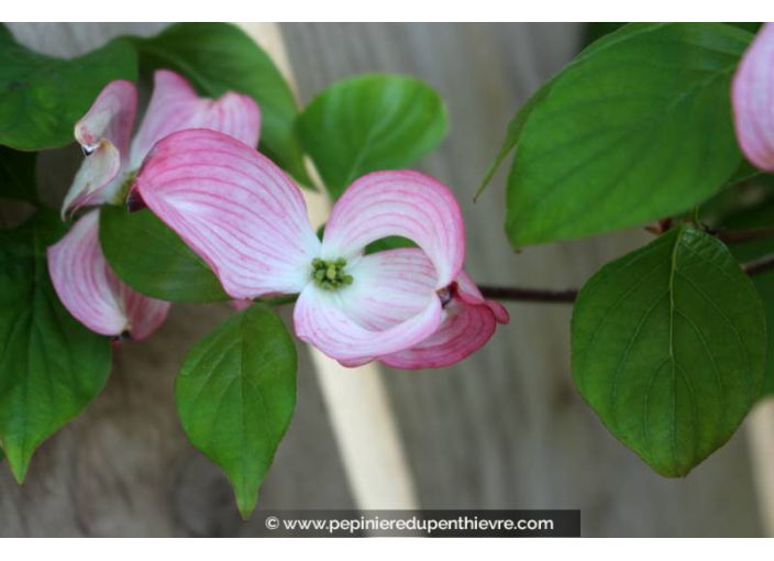 CORNUS florida 'Rubra' - Printemps