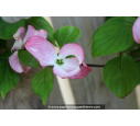 CORNUS florida 'Rubra' - Printemps