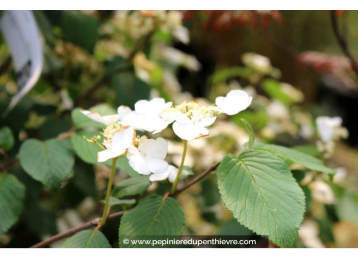 VIBURNUM plicatum 'Shasta' - Printemps