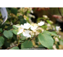 VIBURNUM plicatum 'Shasta' - Printemps