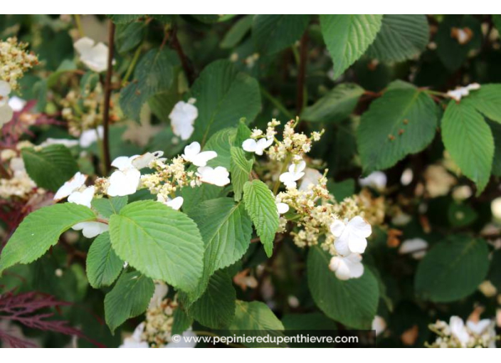 VIBURNUM plicatum 'Shasta' - Printemps