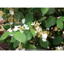 VIBURNUM plicatum 'Shasta' - Printemps