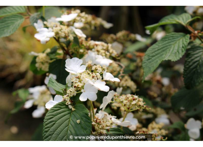 VIBURNUM plicatum 'Shasta' - Printemps