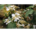VIBURNUM plicatum 'Shasta' - Printemps