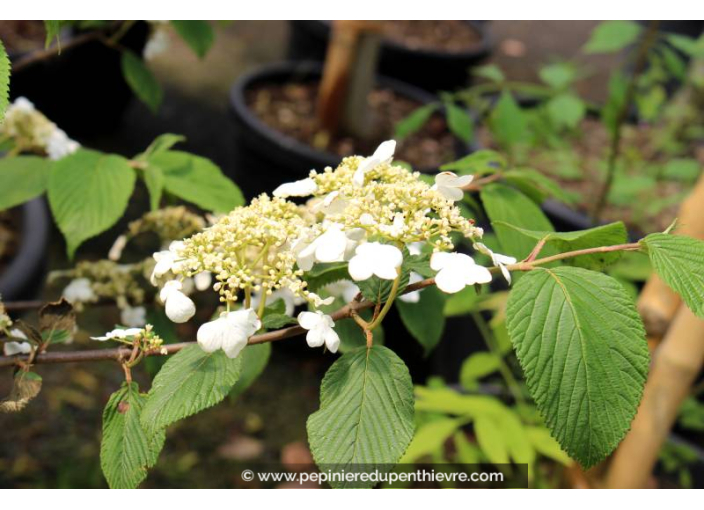 VIBURNUM plicatum 'Lanarth' - Printemps VIBURNUM plicatum 'Lanarth' - Printemps