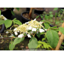 VIBURNUM plicatum 'Lanarth' - Printemps VIBURNUM plicatum 'Lanarth' - Printemps