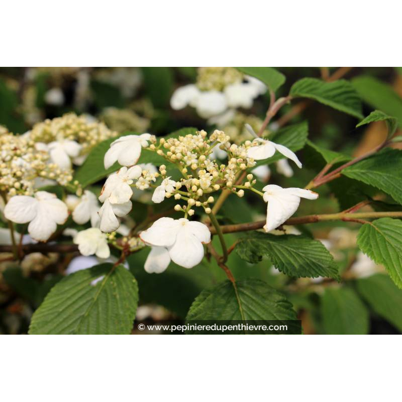 VIBURNUM plicatum 'Lanarth' - Printemps