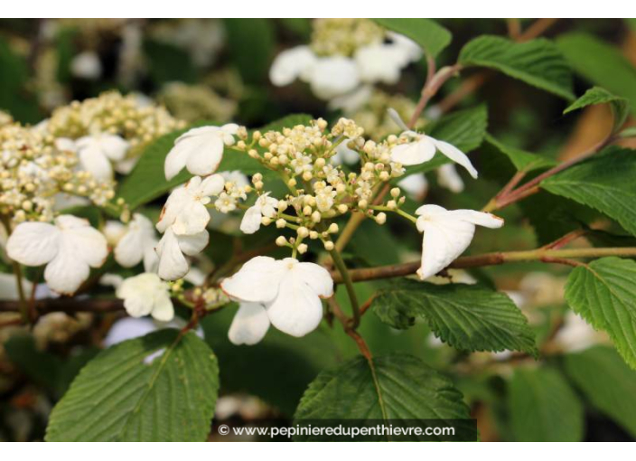 VIBURNUM plicatum 'Lanarth' - Printemps