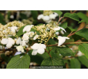 VIBURNUM plicatum 'Lanarth' - Printemps VIBURNUM plicatum 'Lanarth' - Printemps
